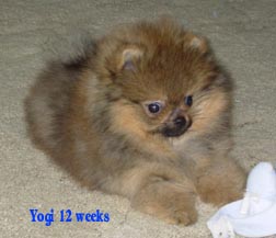 Puppy Yogi 12 wks laying.jpg (80826 bytes)